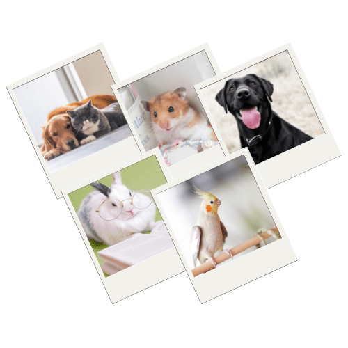 Memorial pet
